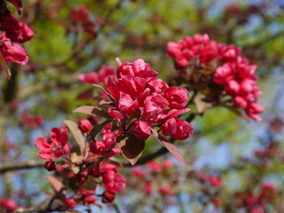 Die Natur im Frühling