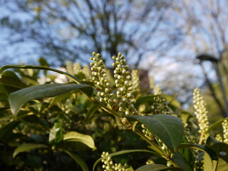 Die Natur im Frühling