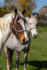 Obraz na płótnie Canvas Têtes de chevaux Appaloosa Snowflake et Varnish de profil