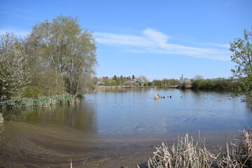 blauer Sumpfsee im Frühling