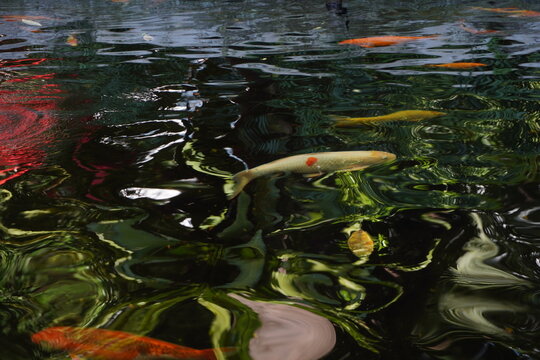 Fancy carps are swimming in the pond.