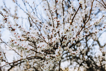 Beautiful white apricot petals bloom in spring on a tree in the garden. Photography of nature.