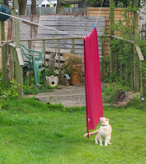 A light ginger cat sniffing a red blanket hanging on a washing line in a garden