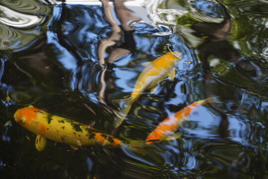Fancy carps are swimming in the pond.