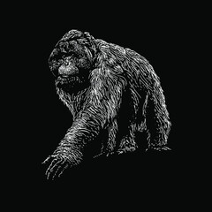 Tapanuli Orang utan hand drawing vector illustration isolated on black background © tya studio