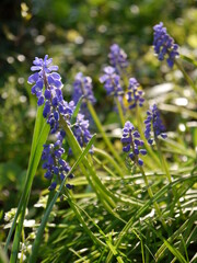 Die Natur im Frühling