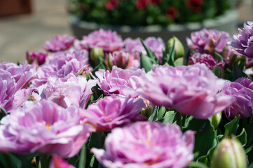 ピンクのチューリップ