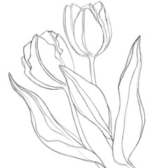 hand drawn sketch of tulip. Sketch of a tulip. Linear freehand on a white background. Sketch for logo, emblem.