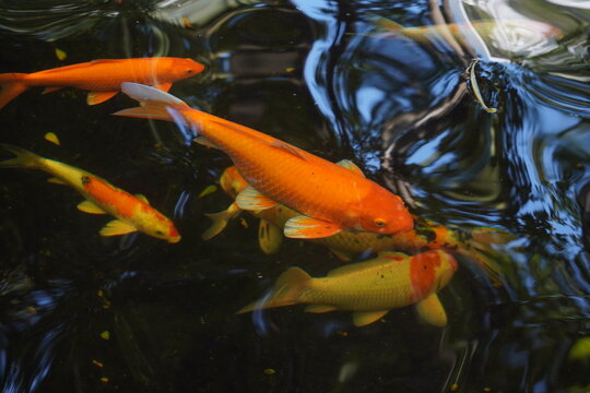 Fancy carps are swimming in the pond.