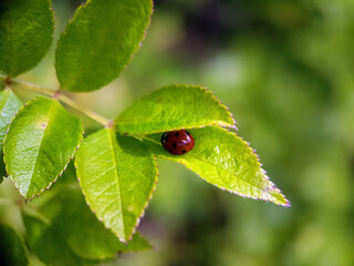 ladybird on a leaf