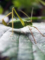 Green cricket on leaf