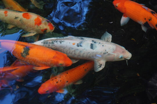 Fancy carps are swimming in the pond.