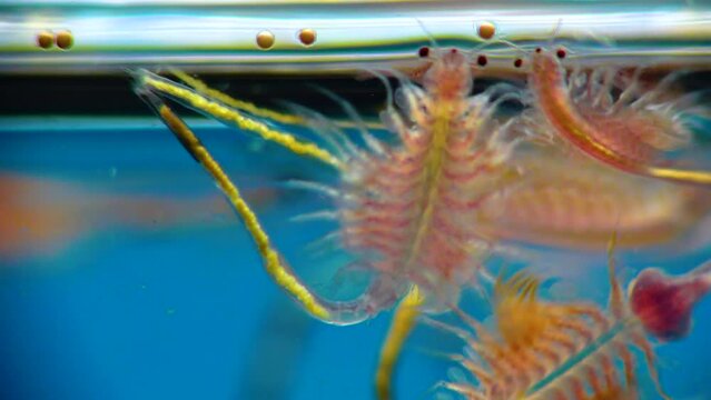 Artemia salina - small hypersaline crustaceans that live in salty waters of closed reservoirs. Kuyalnik Estuary, Ukraine