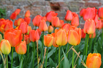 Orange Tulip 'Apeldoorn' in flower