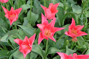 Hot pink single lily flowered tulip 'Pretty Woman' in flower