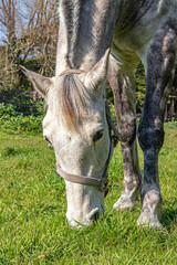 Naklejka na ściany i meble Tête d’un cheval Appaloosa Varnish en train de brouter de l'herbe