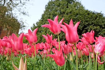 Hot pink single lily flowered tulip 'Pretty Woman' in flower - Powered by Adobe