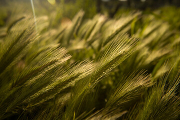 Espigas de las plantas de tipo gramíneo