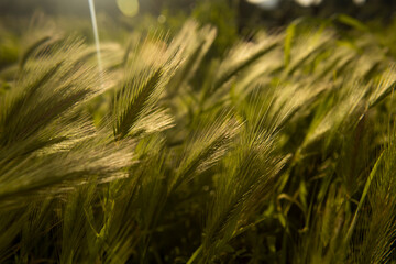 Fototapeta premium Espigas de las plantas de tipo gramíneo
