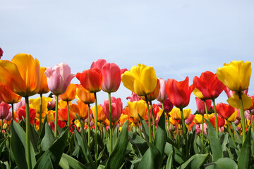 A colourful mix of hybrid triumph tulips in flower. © Alexandra