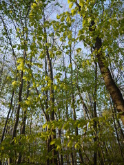 Die Natur im Frühling