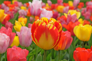 Variegated Yellow and red single triumph flowered tulip in flower