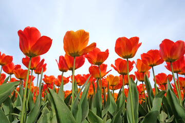 Red and orange mix of hybrid triumph tulips in flower.
