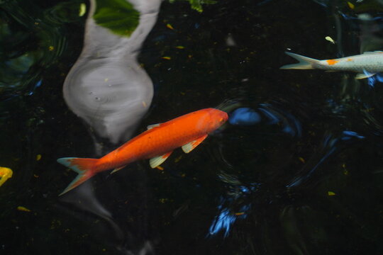 Fancy carps are swimming in the pond.