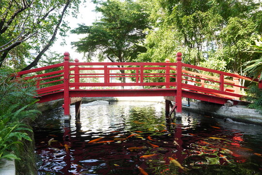 Fancy carps are swimming in the pond.
