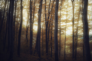 autumn sunset in fantasy forest