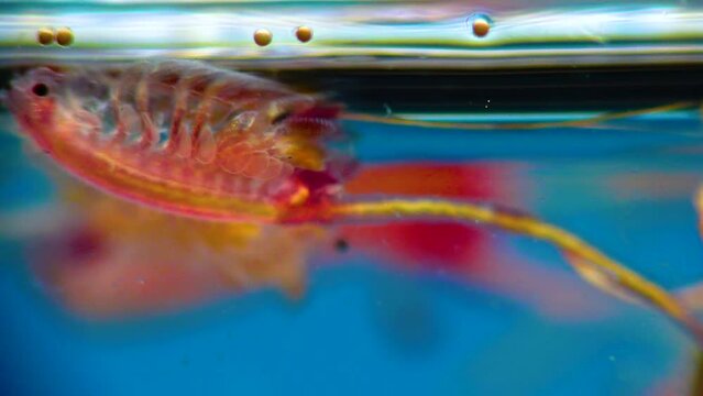 Artemia salina - small hypersaline crustaceans that live in salty waters of closed reservoirs. Kuyalnik Estuary, Ukraine