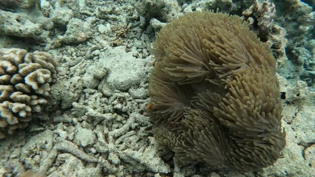 Anemonenfische verstecken sich in einer Prachtanemone	
