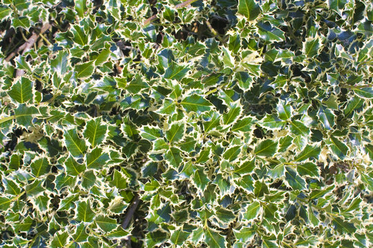 Background with an european holly (Ilex aquifolium) leaves