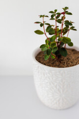 indoor gardening and house plants, pepperomia plant in white pot indoor on shelf surrounded by white walls in minimalist composition