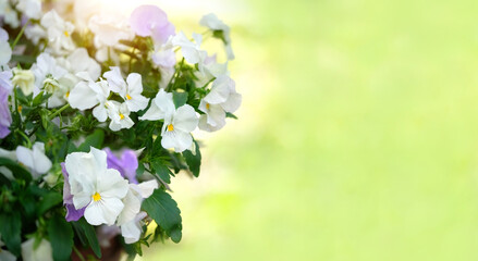 Beautiful blossoming violas Flowers close up, floral abstract natural background. White pansies in garden. spring, Summer season. fresh gentle flowering nature image. copy space