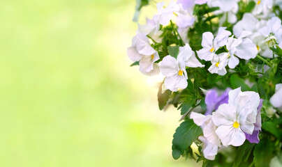 Beautiful blossoming violas Flowers close up, floral abstract natural background. White pansies in garden. spring, Summer season. fresh gentle flowering nature image