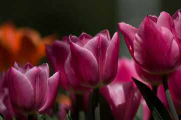 Fototapeta premium tulips in the garden