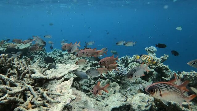 verschieden Fische im Korallenriff auf den Malediven