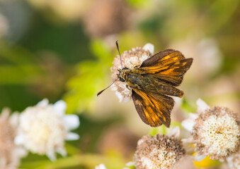 Happy Skipper