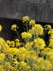 菜の花