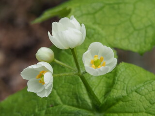 Obraz premium 幼気