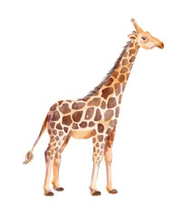 Watercolor illustration single giraffe. Hand-drawn illustration isolated on the white background