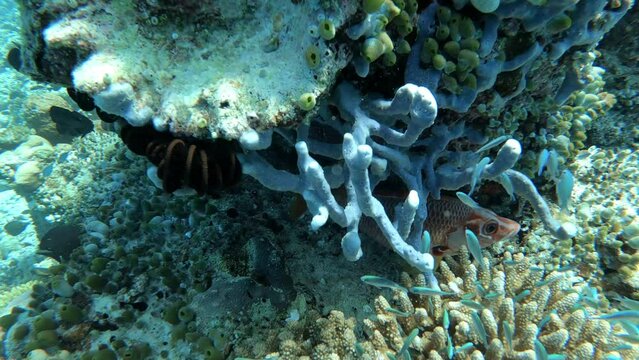 ein Soldatenfische versteckt sich im Riff unter einer blauen Koralle