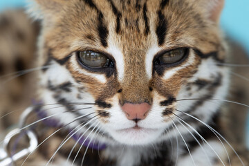 Fototapeta na wymiar Close up of leopard cat on blue background