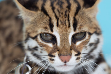 Fototapeta na wymiar Close up of leopard cat on blue background