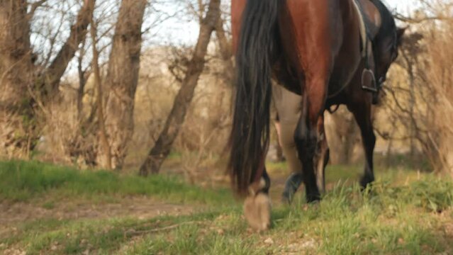 beautiful blurry background, screensaver. brown horse and beautiful woman walk through forest, enjoy nature. Outdoors, hobbies horse riding, rental.