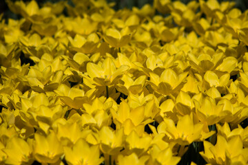 yellow tulip flowers