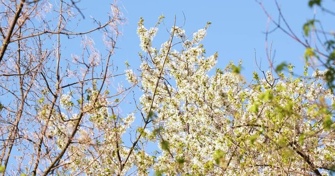 a blossoming cherry tree with white flowers and petals all over the tree in the woods