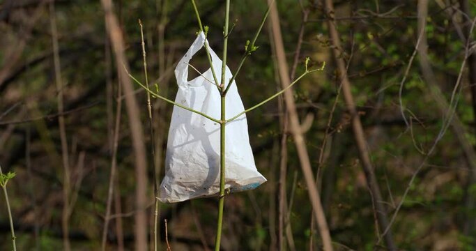 a bag of garbage hung on a tree in nature destroying ecology