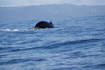 Humpback whales that sailed into Samana Bay during seasonal migration